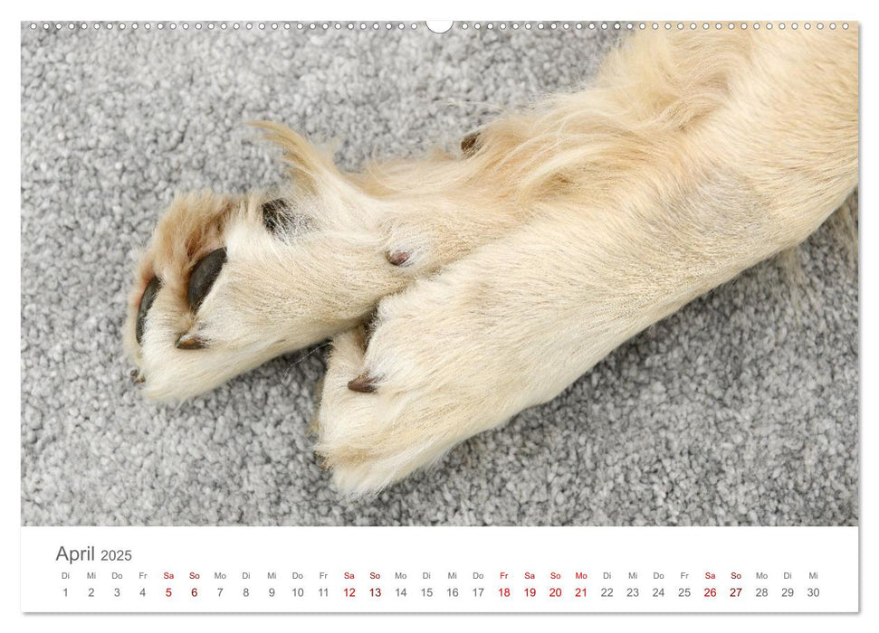 Hundepfötchen (CALVENDO Premium Wandkalender 2025)