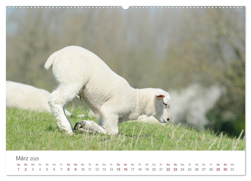 Lämmer auf dem Deich (CALVENDO Premium Wandkalender 2025)