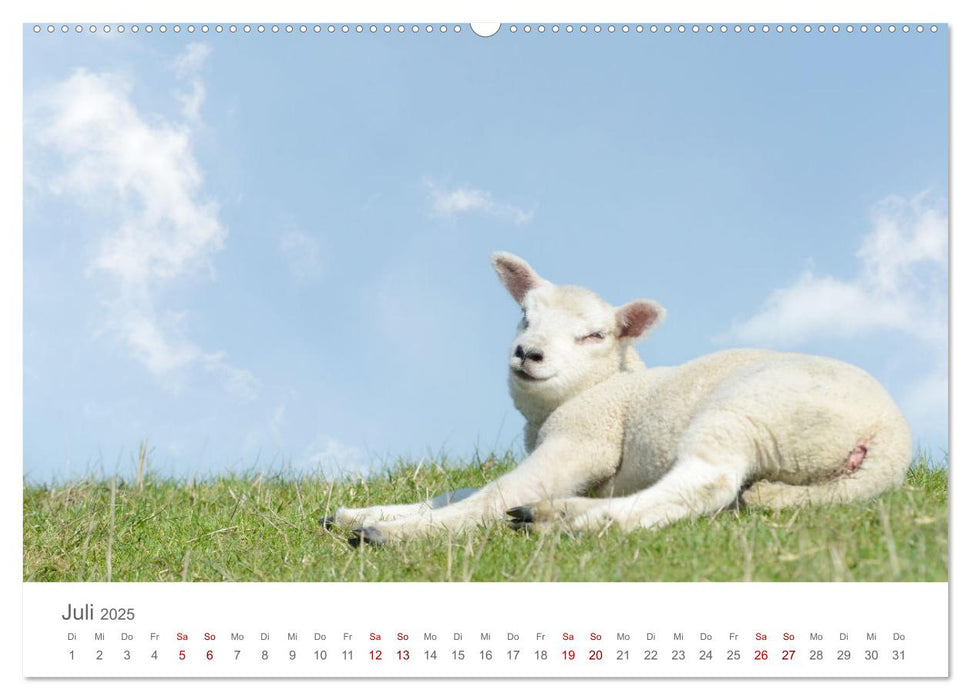 Lämmer auf dem Deich (CALVENDO Premium Wandkalender 2025)