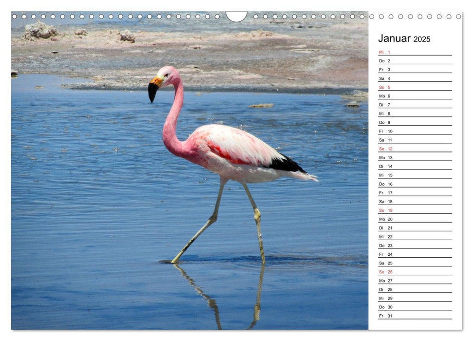 Mein Flamingo Planer (CALVENDO Wandkalender 2025)