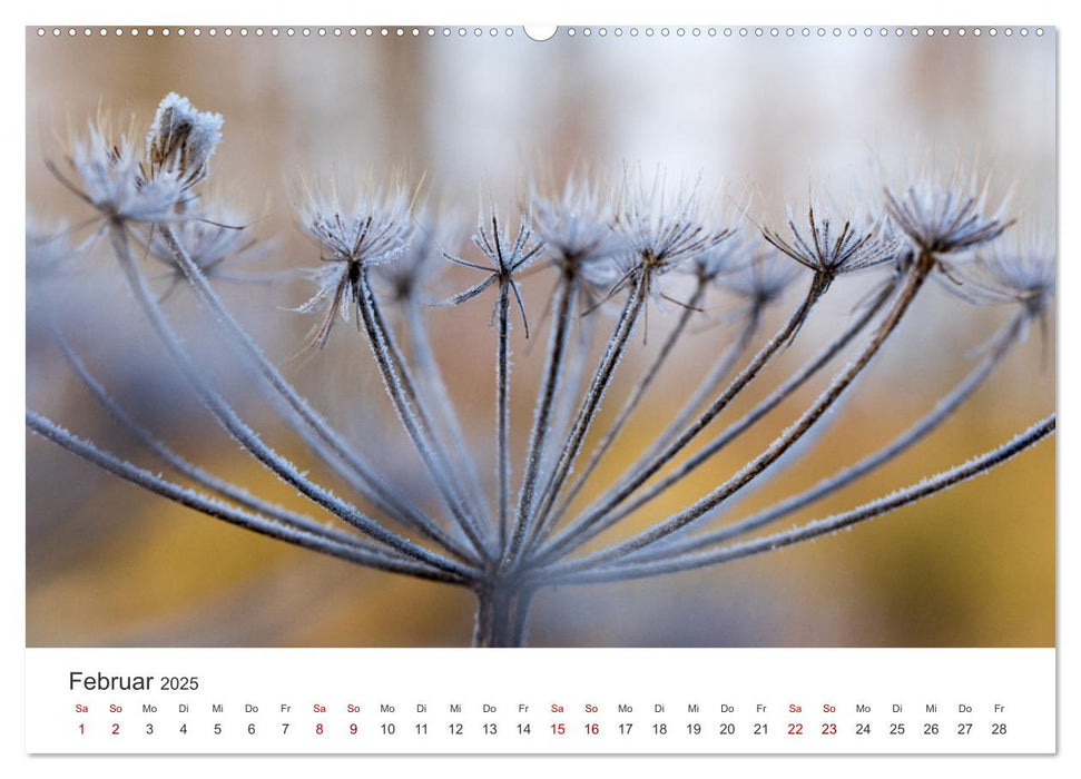 Atelier Natur - Formen, Farben und Strukturen (CALVENDO Wandkalender 2025)