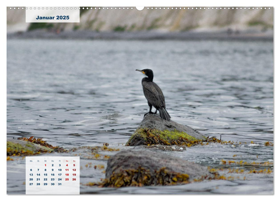 Rügen Träume (CALVENDO Wandkalender 2025)