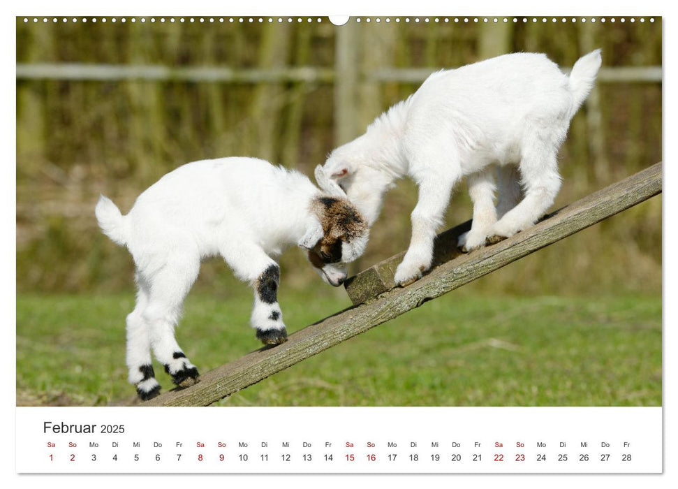 Ziegenkinder (CALVENDO Premium Wandkalender 2025)