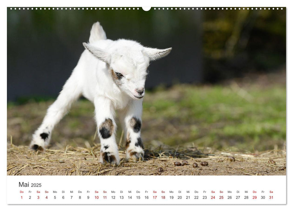 Ziegenkinder (CALVENDO Premium Wandkalender 2025)