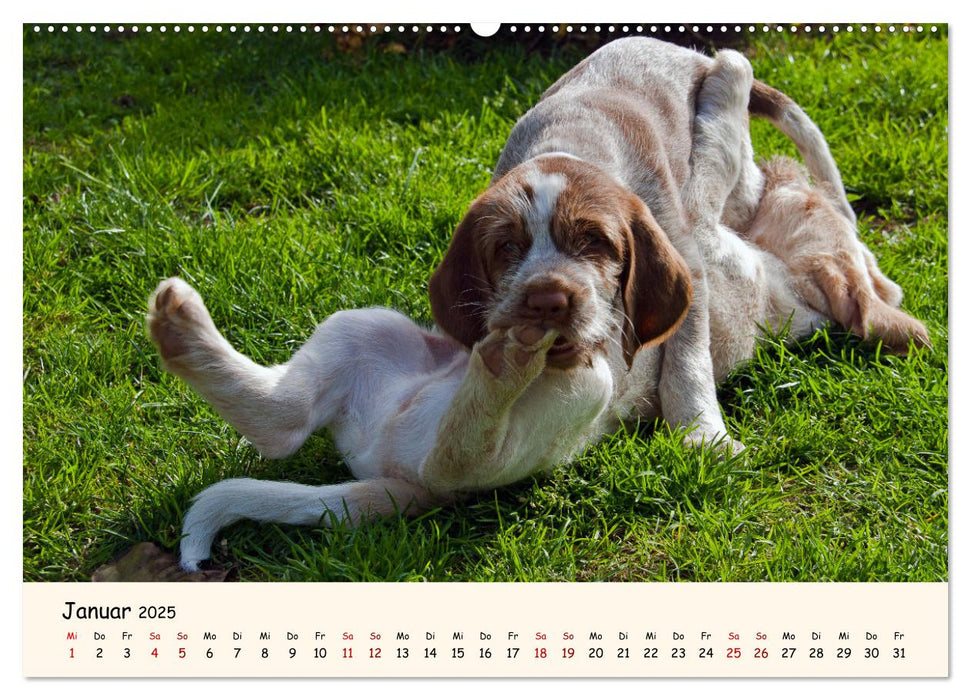 Spinone Italiano Welpen - Kleine Clowns (CALVENDO Premium Wandkalender 2025)