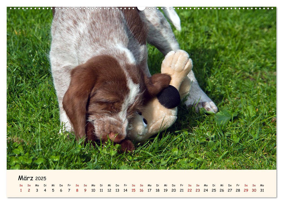 Spinone Italiano Welpen - Kleine Clowns (CALVENDO Premium Wandkalender 2025)