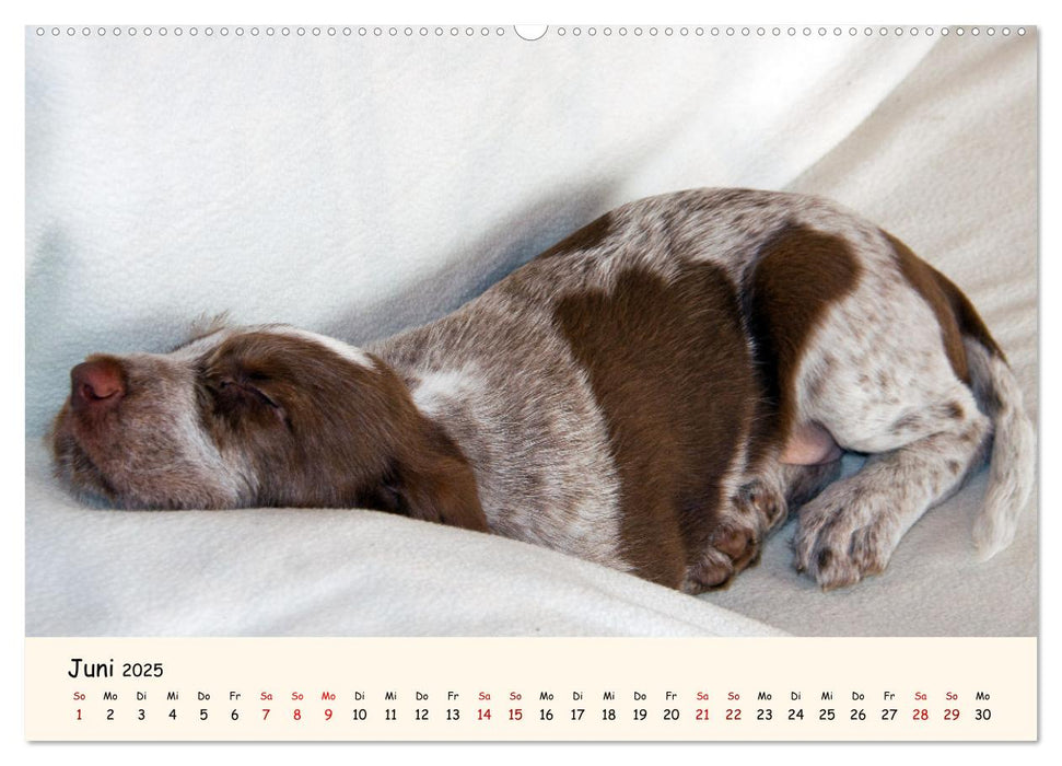 Spinone Italiano Welpen - Kleine Clowns (CALVENDO Premium Wandkalender 2025)