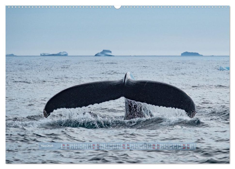 Tasiilaq - Ein kurzer Sommer in Ostgrönland (CALVENDO Premium Wandkalender 2025)