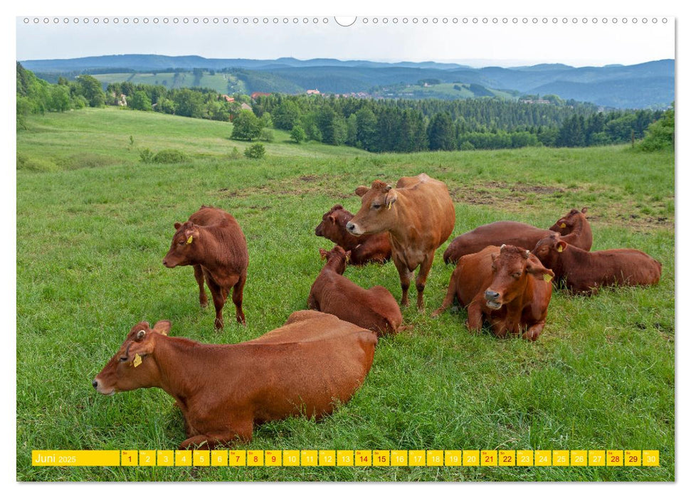 Der Harz und sein Vorland (CALVENDO Wandkalender 2025)