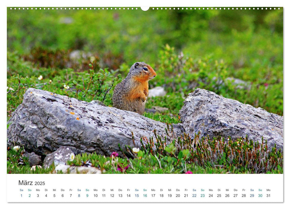 Icefields Parkway in Kanada (CALVENDO Premium Wandkalender 2025)