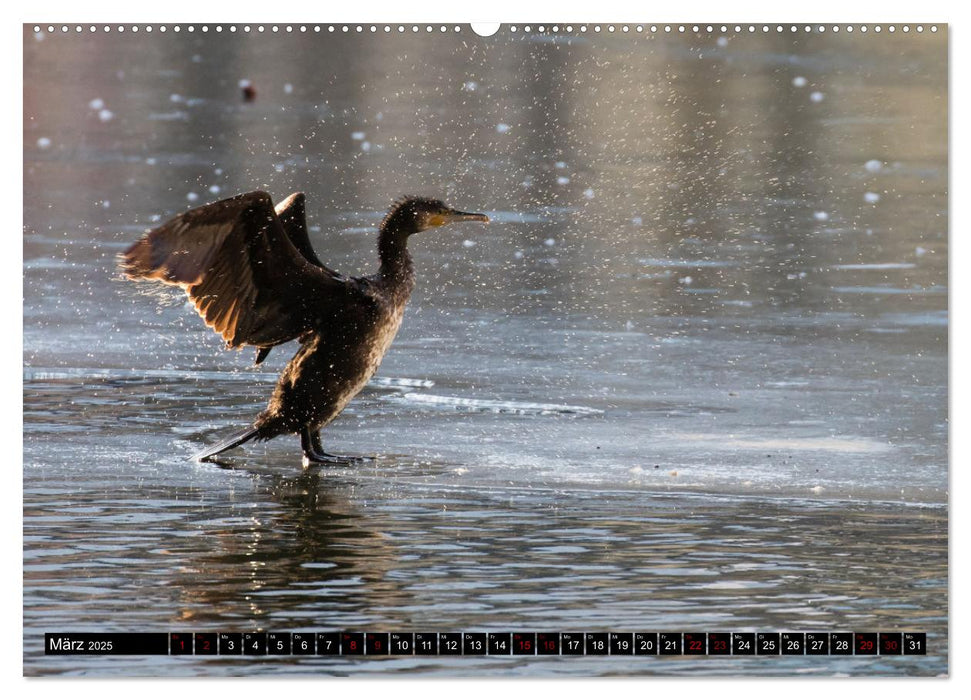 Der Kormoran - Ein intelligenter Fischjäger (CALVENDO Premium Wandkalender 2025)