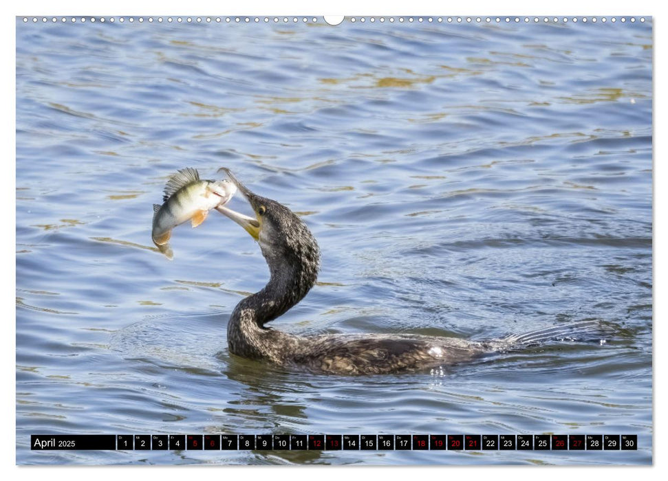 Der Kormoran - Ein intelligenter Fischjäger (CALVENDO Premium Wandkalender 2025)