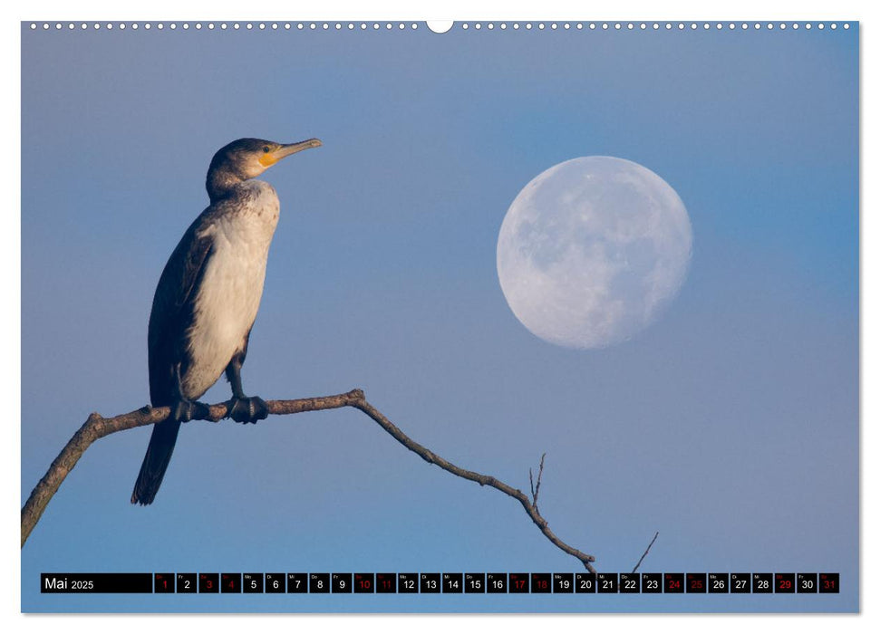 Der Kormoran - Ein intelligenter Fischjäger (CALVENDO Premium Wandkalender 2025)