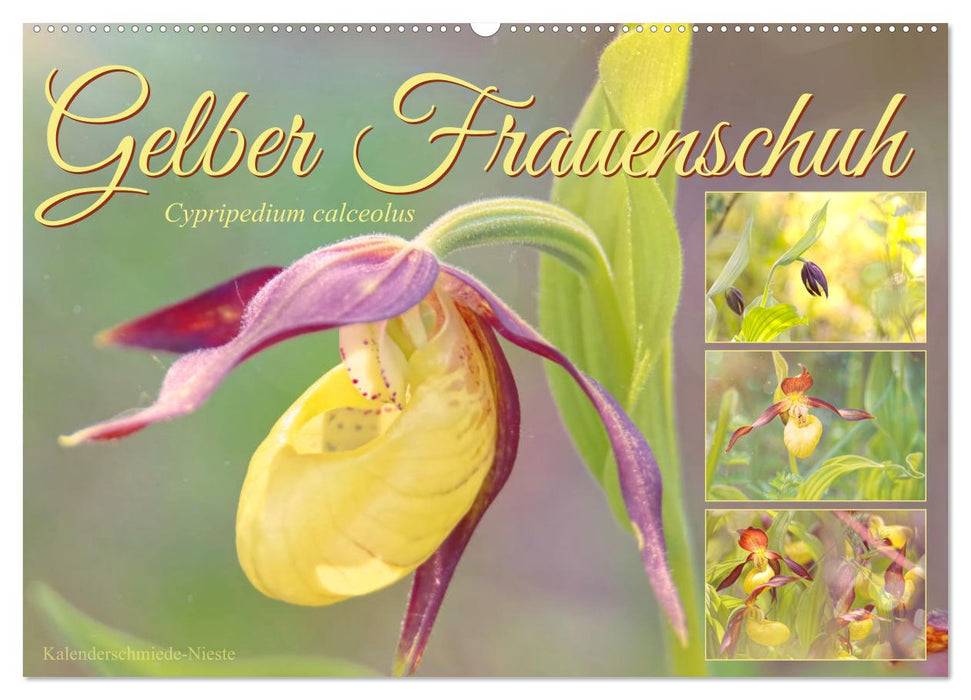 Gelber Frauenschuh (CALVENDO Wandkalender 2025)