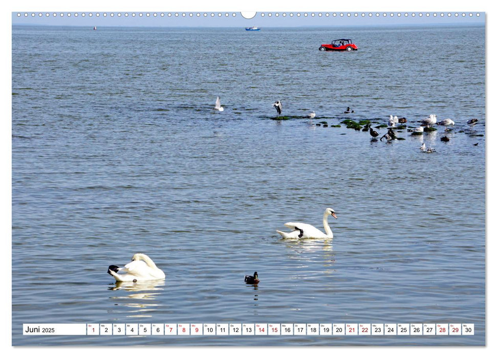 Bunte Flitzer auf dem Kurischen Haff (CALVENDO Premium Wandkalender 2025)