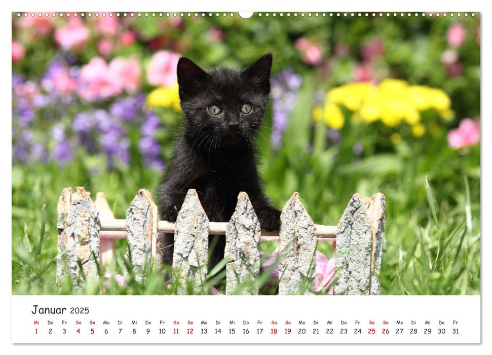 Süße Kätzchen - cute kittens (CALVENDO Premium Wandkalender 2025)