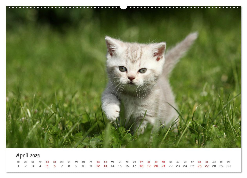 Süße Kätzchen - cute kittens (CALVENDO Premium Wandkalender 2025)