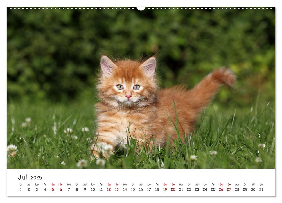 Süße Kätzchen - cute kittens (CALVENDO Premium Wandkalender 2025)