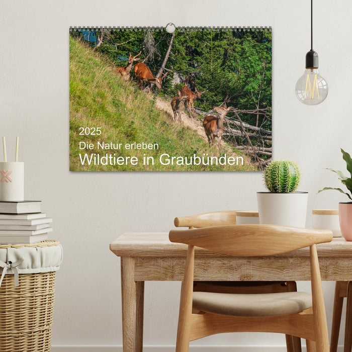 Die Natur erleben - Wildtiere in Graubünden (CALVENDO Wandkalender 2025)