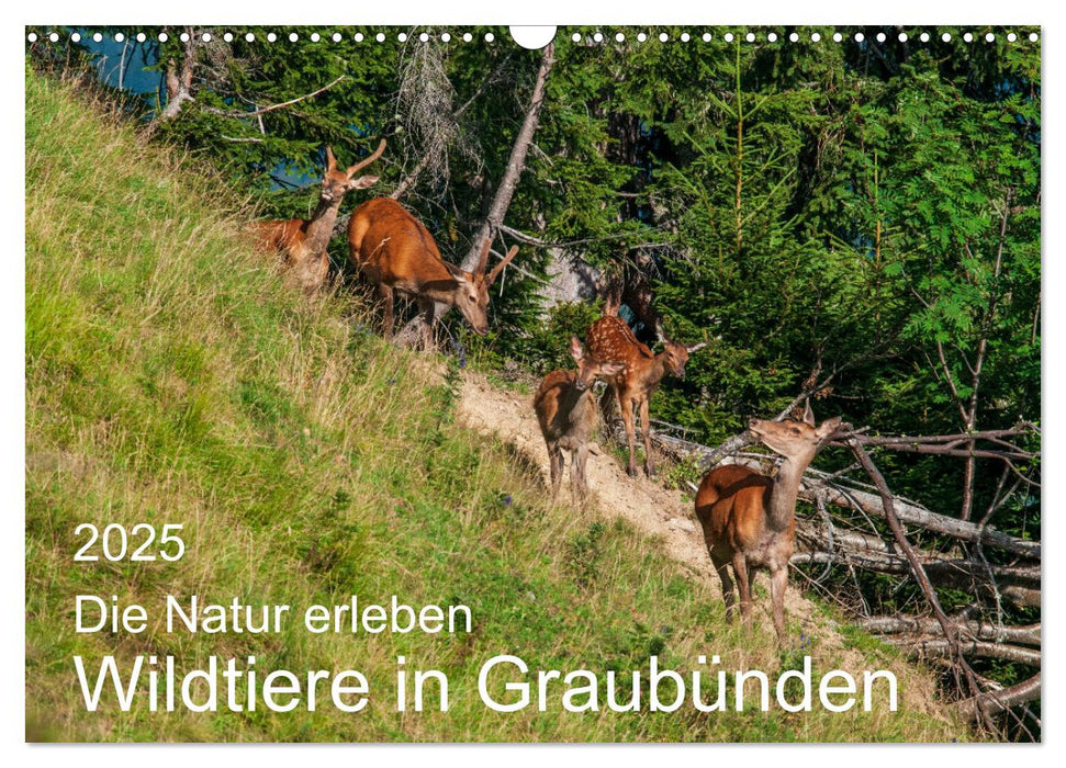 Die Natur erleben - Wildtiere in Graubünden (CALVENDO Wandkalender 2025)