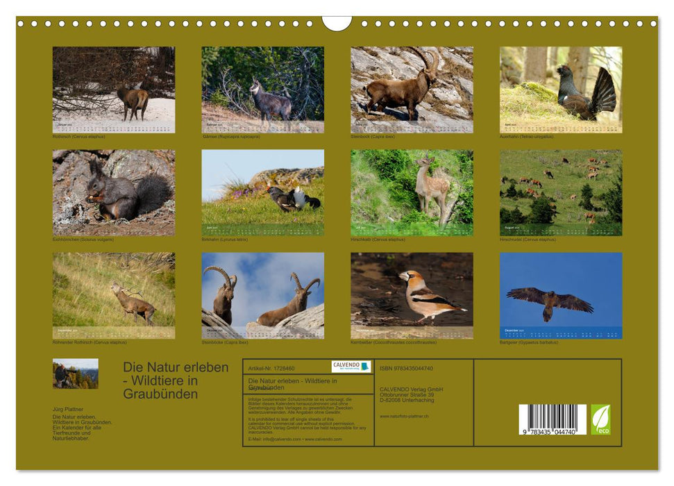 Die Natur erleben - Wildtiere in Graubünden (CALVENDO Wandkalender 2025)