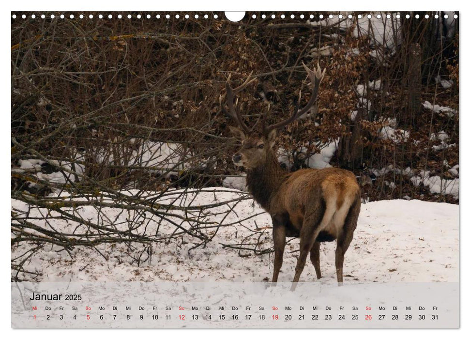 Die Natur erleben - Wildtiere in Graubünden (CALVENDO Wandkalender 2025)