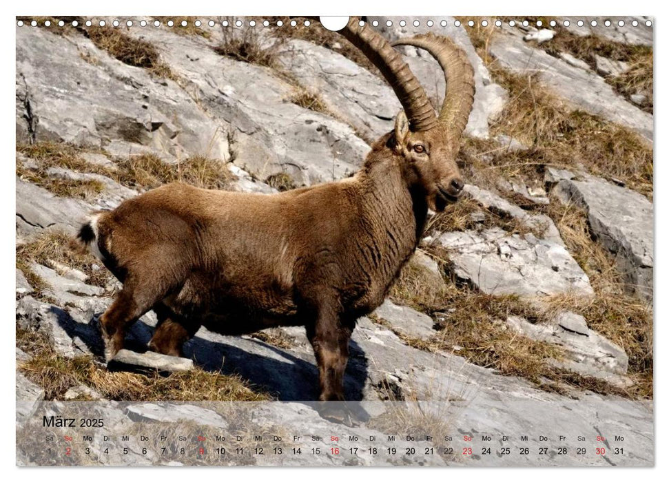 Die Natur erleben - Wildtiere in Graubünden (CALVENDO Wandkalender 2025)