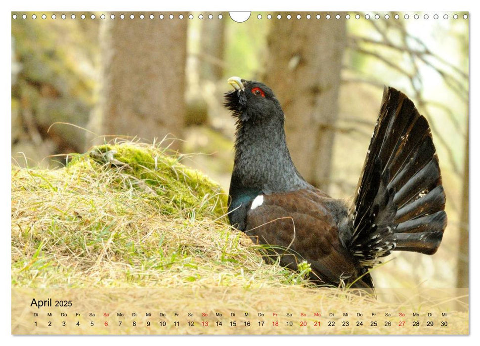 Die Natur erleben - Wildtiere in Graubünden (CALVENDO Wandkalender 2025)