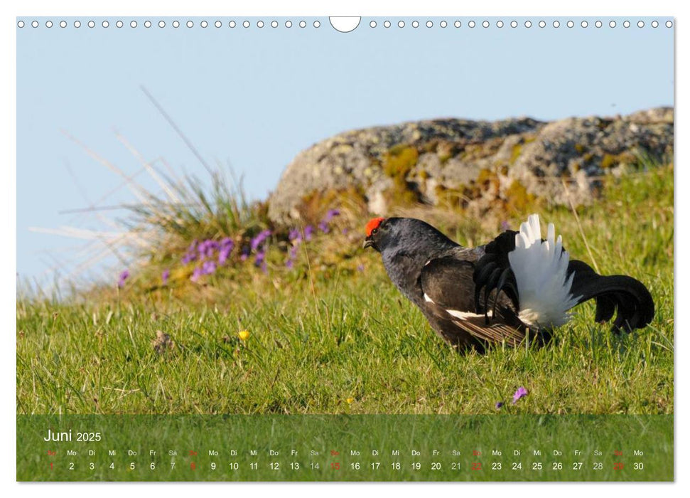 Die Natur erleben - Wildtiere in Graubünden (CALVENDO Wandkalender 2025)