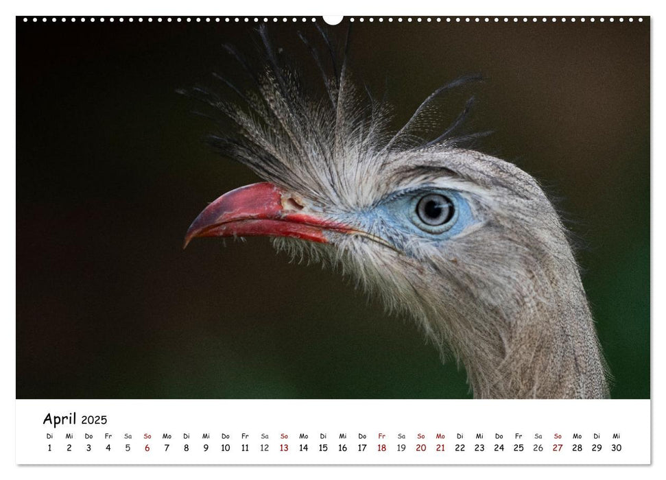 Greifvögel und Eulen (CALVENDO Premium Wandkalender 2025)