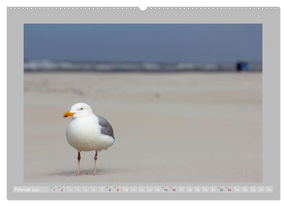 Juist - Kleine Insel, Große Freiheit (CALVENDO Premium Wandkalender 2025)