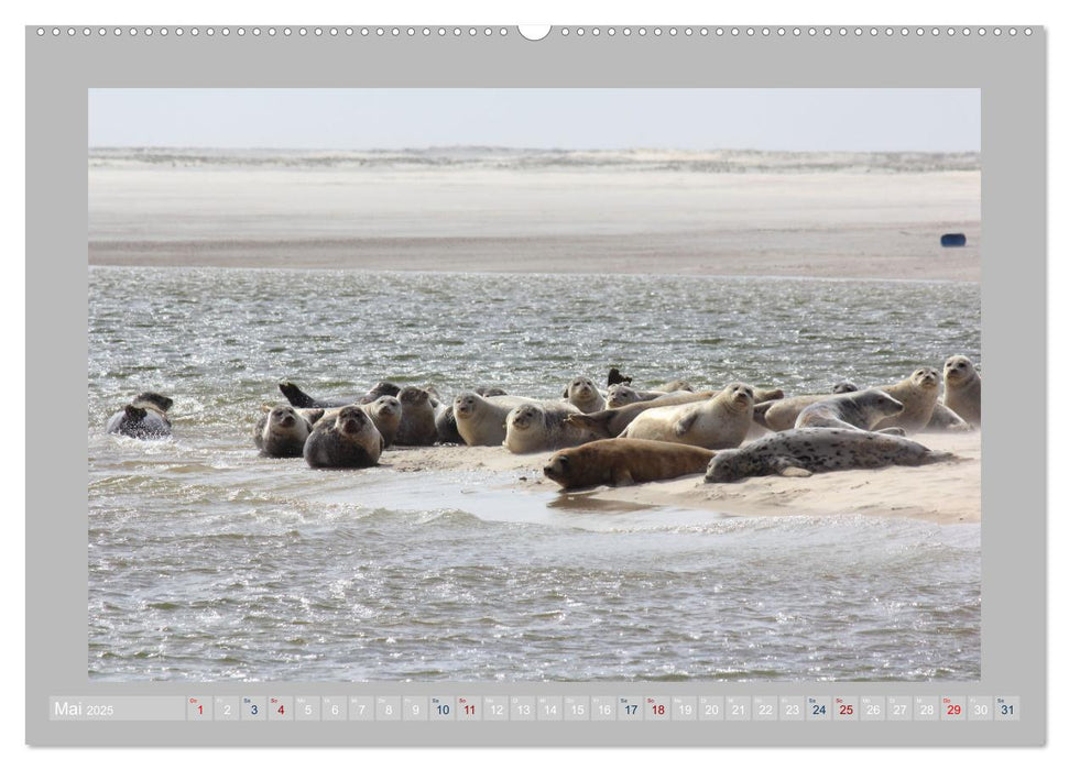 Juist - Kleine Insel, Große Freiheit (CALVENDO Premium Wandkalender 2025)