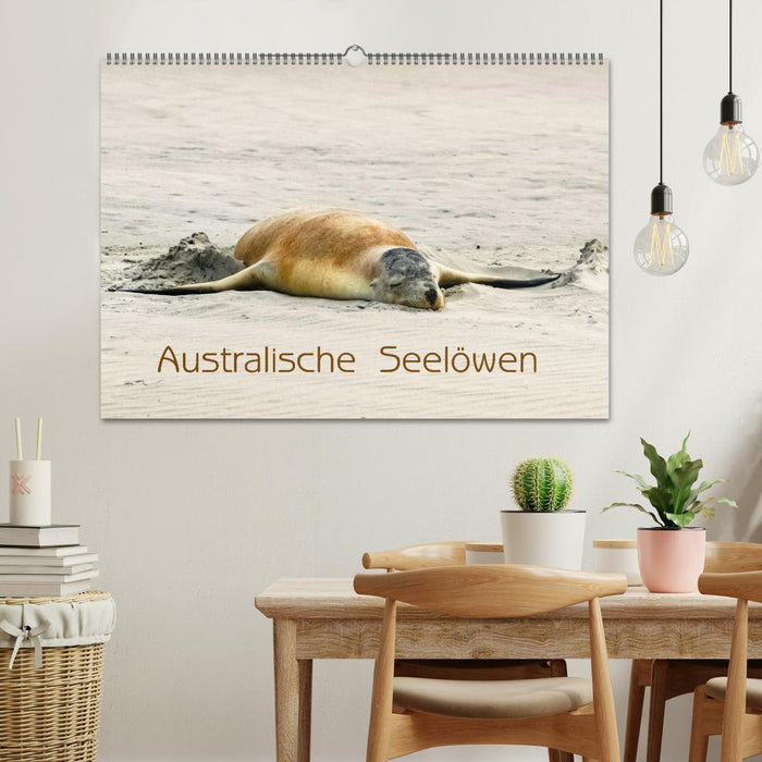 Australische Seelöwen (CALVENDO Wandkalender 2025)