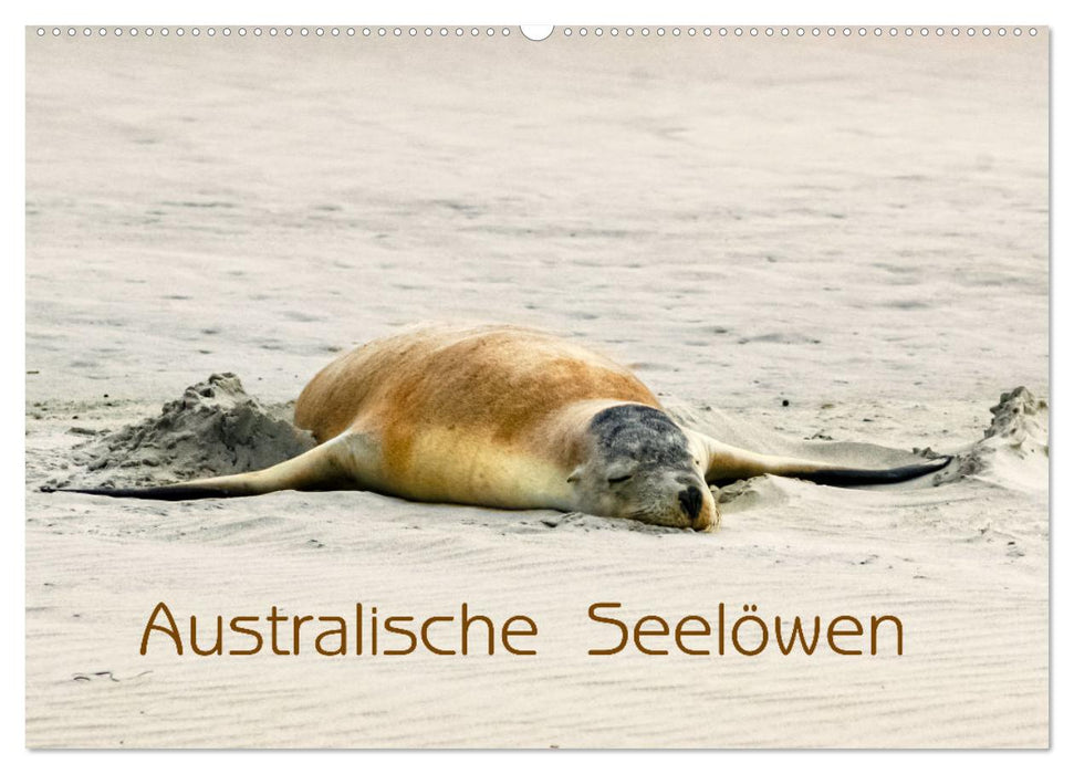 Australische Seelöwen (CALVENDO Wandkalender 2025)