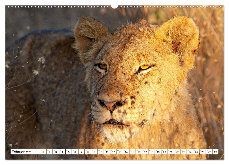 Südafrikas wilde Katzen (CALVENDO Premium Wandkalender 2025)