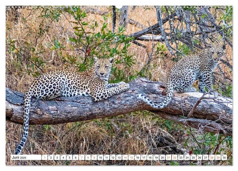 Südafrikas wilde Katzen (CALVENDO Premium Wandkalender 2025)