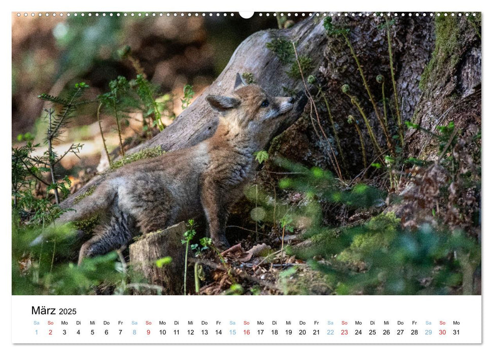 Rotfuchswelpen (CALVENDO Wandkalender 2025)