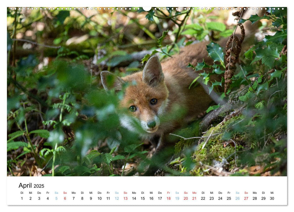 Rotfuchswelpen (CALVENDO Wandkalender 2025)