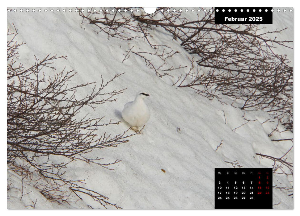 Islands Tierwelt - Mit tierischen Inselbewohnern durchs Jahr (CALVENDO Wandkalender 2025)