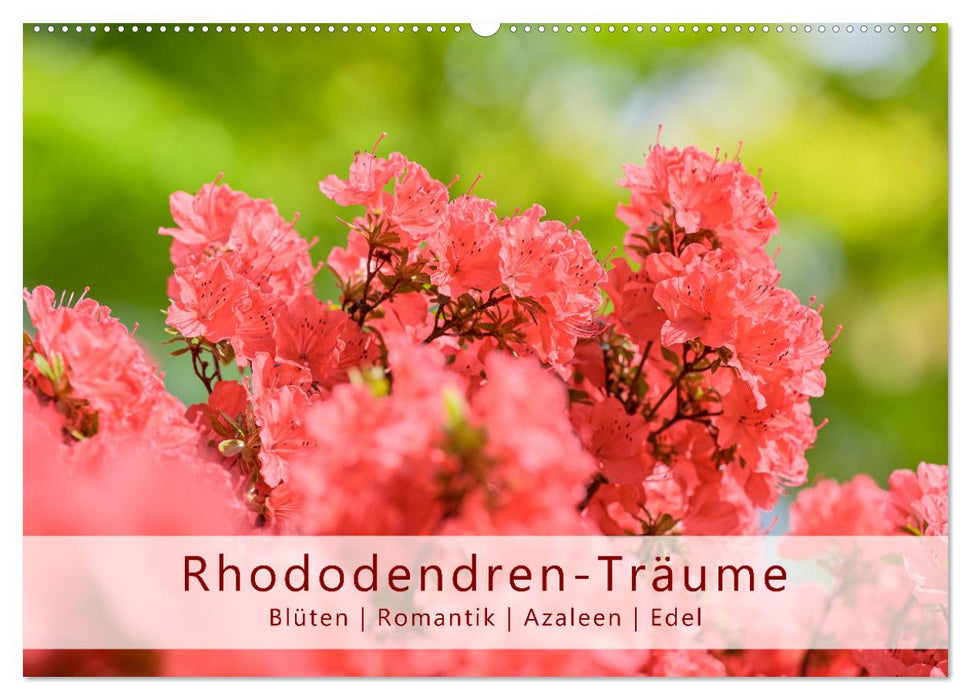 Rhododendren-Träume, Blüten, Romantik, Azaleen, Edel (CALVENDO Wandkalender 2025)