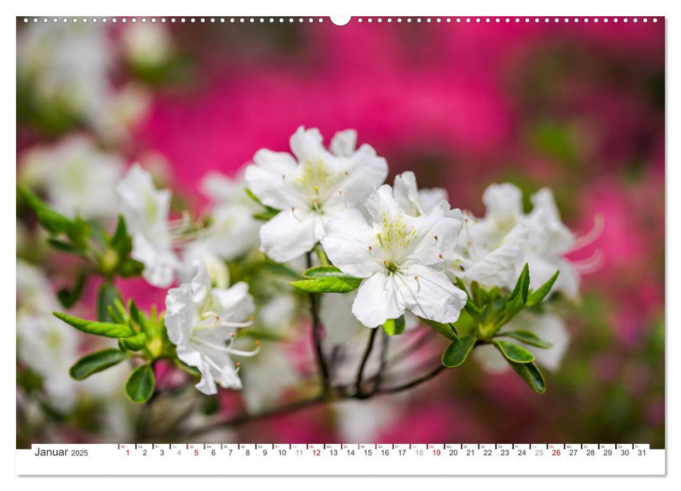 Rhododendren-Träume, Blüten, Romantik, Azaleen, Edel (CALVENDO Wandkalender 2025)