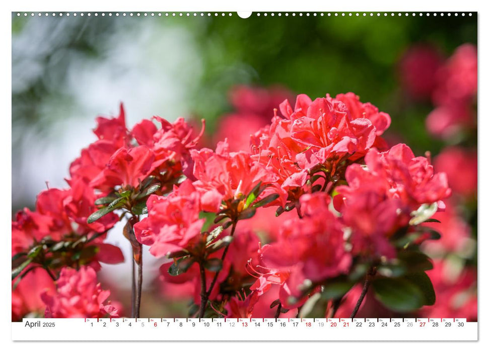 Rhododendren-Träume, Blüten, Romantik, Azaleen, Edel (CALVENDO Wandkalender 2025)