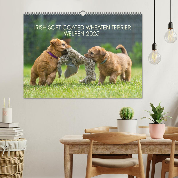 IRISH SOFT COATED WHEATEN TERRIER WELPEN 2025 (CALVENDO Wandkalender 2025)