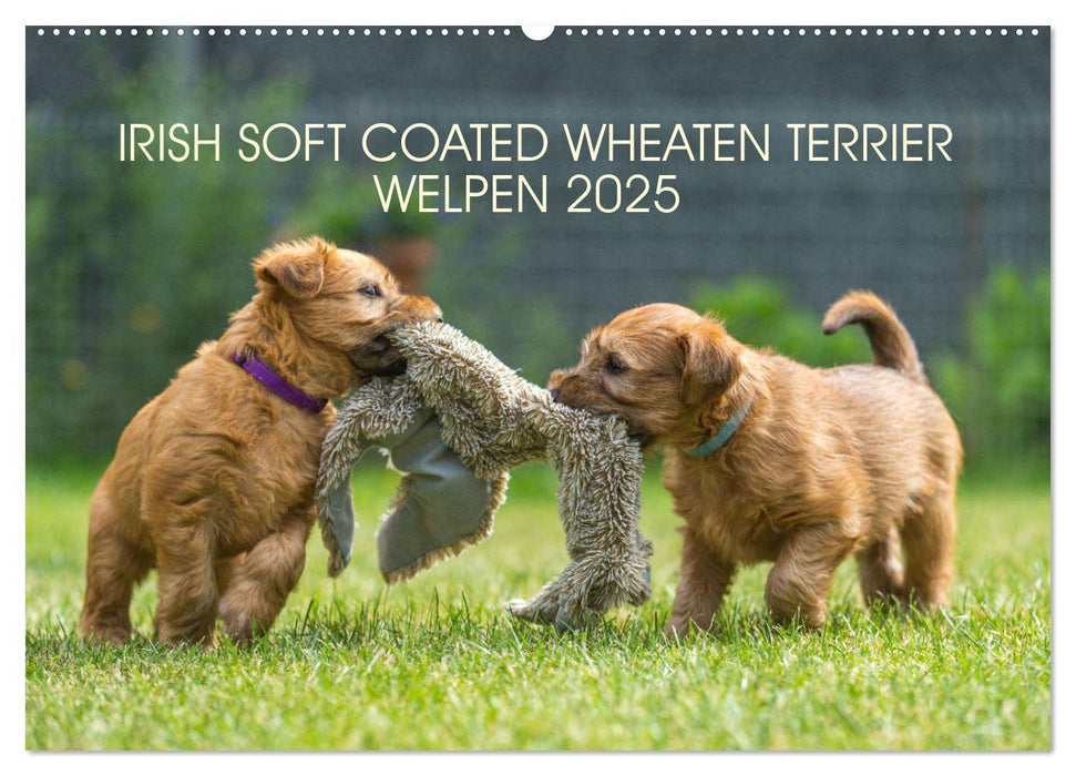 IRISH SOFT COATED WHEATEN TERRIER WELPEN 2025 (CALVENDO Wandkalender 2025)