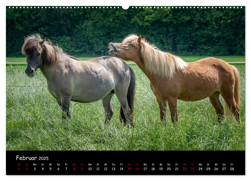 Charakterstarke Islandpferde (CALVENDO Wandkalender 2025)