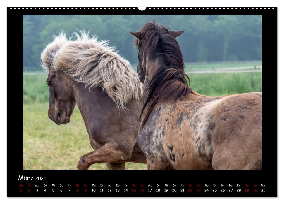 Charakterstarke Islandpferde (CALVENDO Wandkalender 2025)