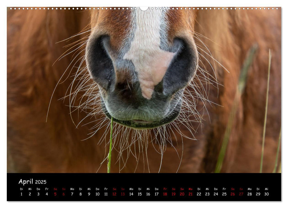 Charakterstarke Islandpferde (CALVENDO Wandkalender 2025)