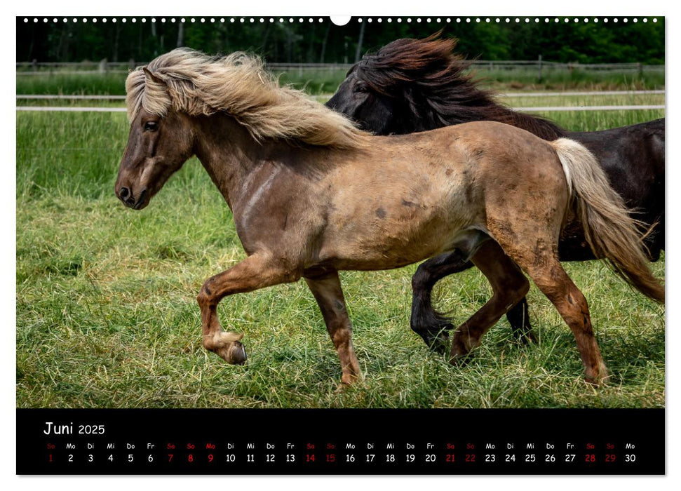 Charakterstarke Islandpferde (CALVENDO Wandkalender 2025)