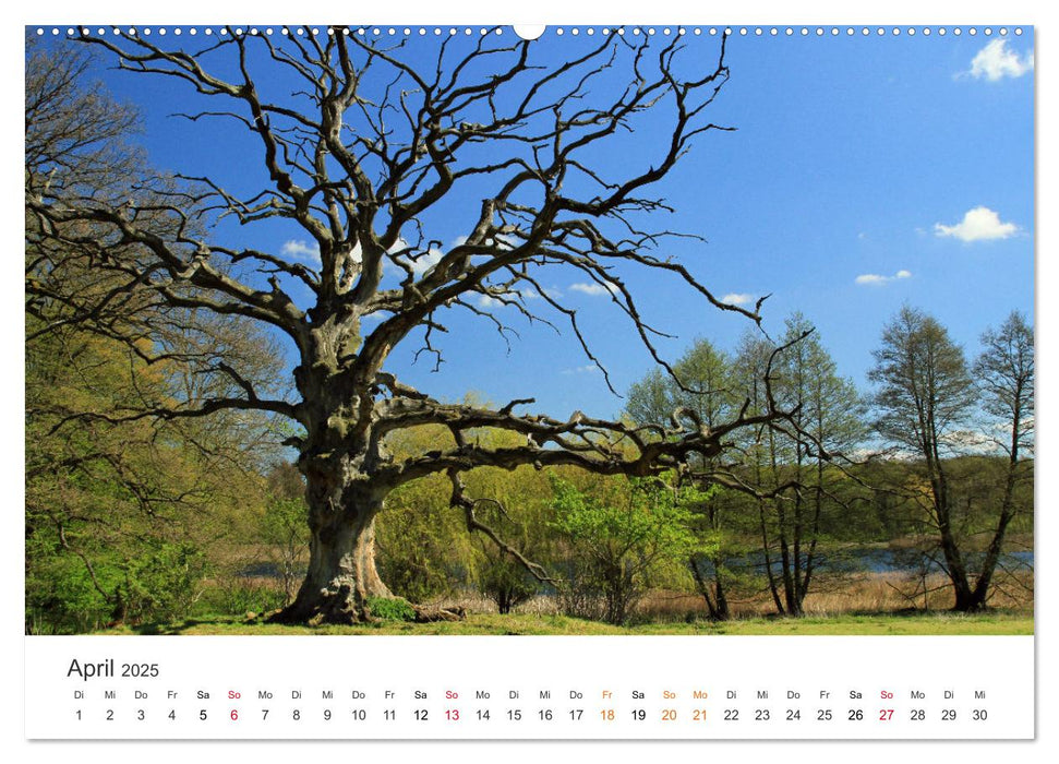 Faszination Natur - Bilder aus Mecklenburg-Vorpommern (CALVENDO Premium Wandkalender 2025)