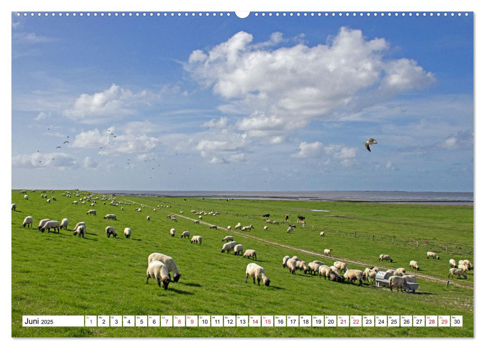 GREETSIEL - Schafe - Krabbenkutter - Möwen (CALVENDO Premium Wandkalender 2025)